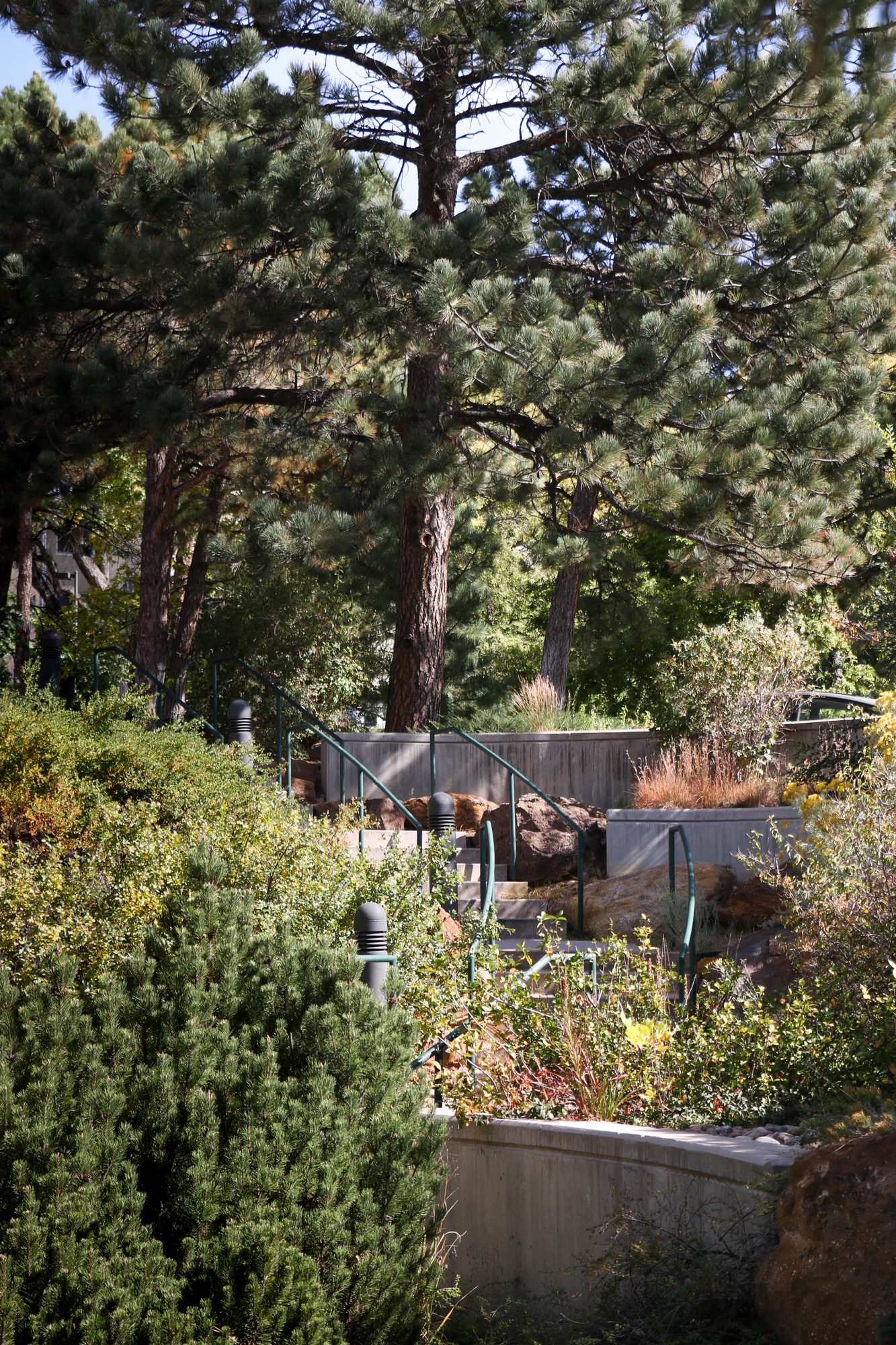 Pine trees and gardens along a campus path